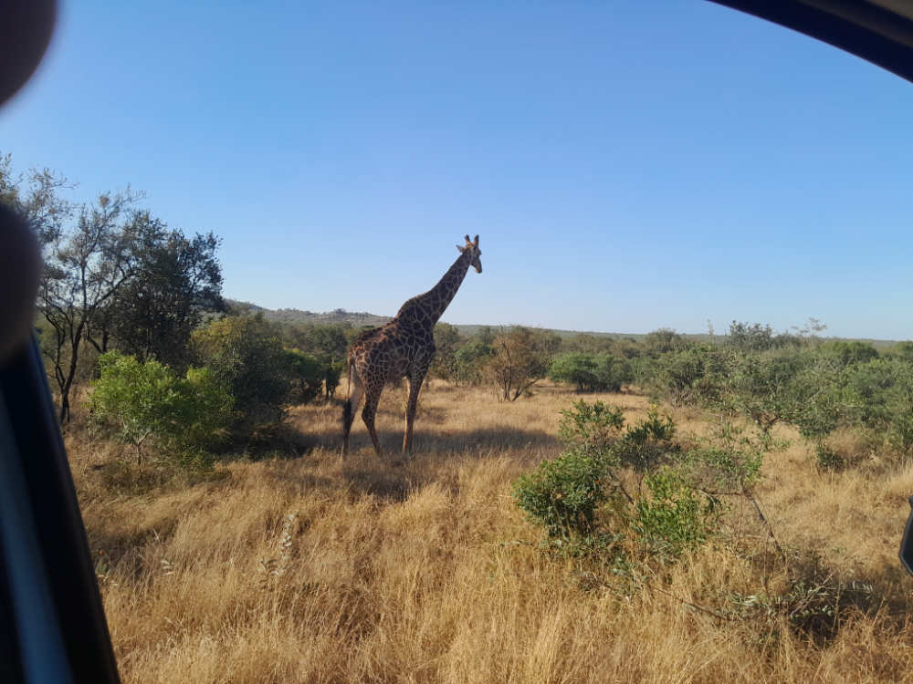 soutafrica4x4hire – kruger park – 2026 giraffe sighting