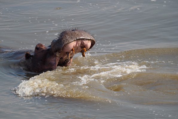south africa 4x4 hire kariba hippo