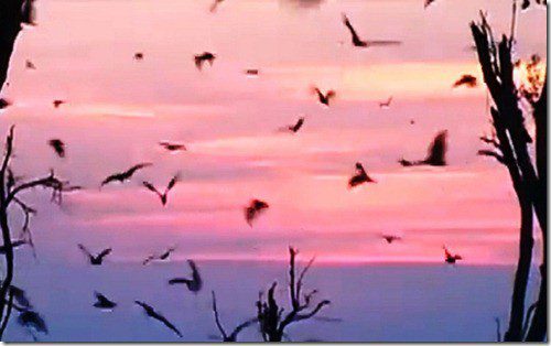 6 Unforgettable Things to Do in Zambia Kasanka bat migration in Zambia